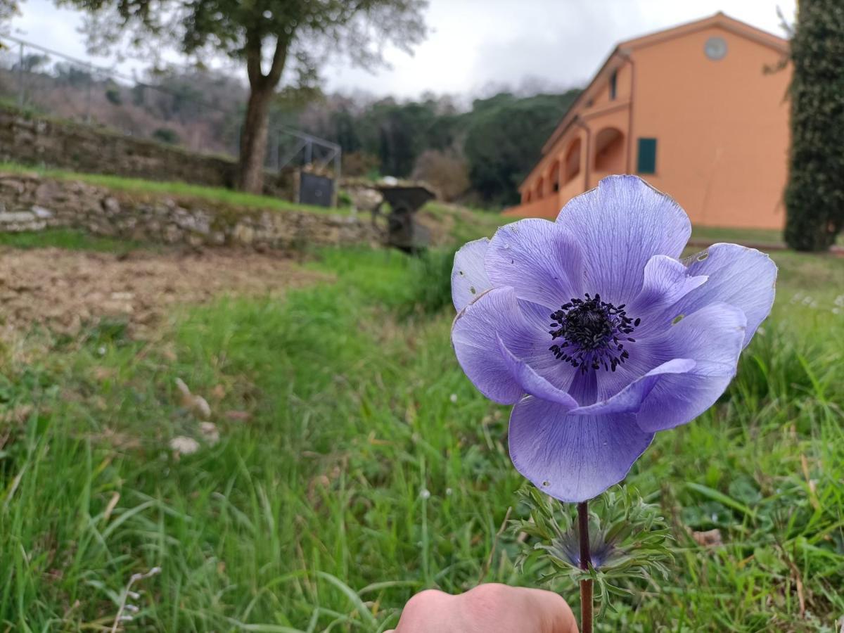 קולסלווטי B&B Agriturismo Regno Di Toscana מראה חיצוני תמונה